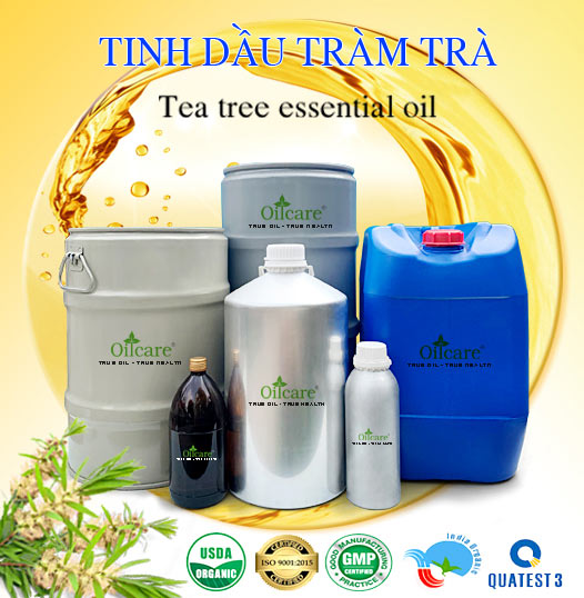 Bán Buôn Tinh Dầu Tràm Trà Giá Sỉ Với Số Lượng Lớn (Thùng, Phuy)