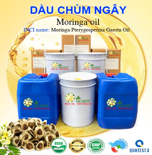 Bán Buôn Dầu Chùm Ngây Giá Sỉ Với Số Lượng Lớn (Thùng, Phuy)